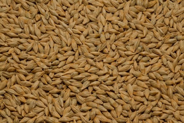Barley (Covered)